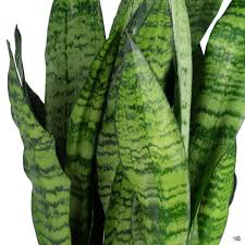 Image result for Sansevieria nilotica