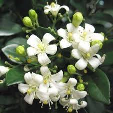 Image result for Murraya paniculata