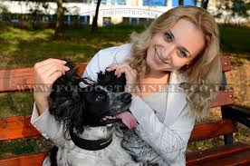 If you have been attending puppy classes with your springer spaniel, you may find that obedience classes follow on directly once your dog is ready to start learning a few commands. Springer Spaniel Dog Collar Size Nylon Dog Collar For Spaniel 8 60