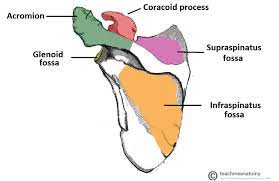The blade below the shoulder trope as used in popular culture. The Scapula Surfaces Fractures Winging Teachmeanatomy