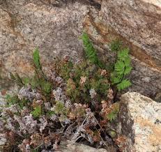 Image result for Cheilanthes multifida