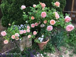 It has excellent disease resistance for the type and will make a good choice for use as a cut. Growing Rosa Princesse Charlene De Monaco
