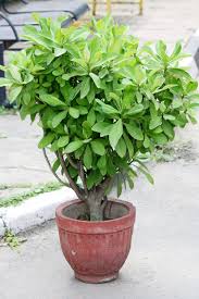 Image result for Euphorbia umbellata