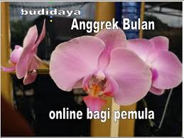 Perbanyakan generatif tanaman dilakukan dengan biji. Pendidikan Budiesinfo Com