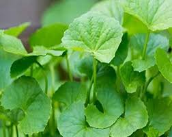 Image result for Centella glabrata