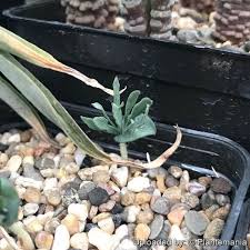 Image result for Eriospermum