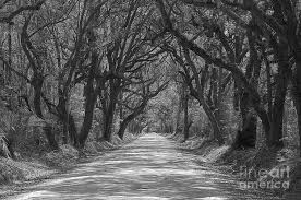 We did not find results for: Botany Bay Road Black And White Photograph By Melanie Snipes