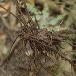 Image result for Adiantum vogelii