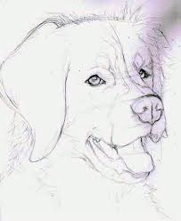 besonders mogen seite diese hunde tiere falls dann mgen fur sie ist die frfalls sie tiere mogen besonders d hund zeichnen tiere malen hund malen