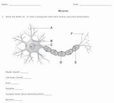 Nervous System Worksheet High School Lovely Nervous System Worksheet Pack With Diagrams By Help Chess In 2020 Neuron Diagram Nervous System Diagram Biology Worksheet