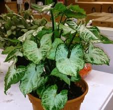 The arrowhead plant care instructions will give you an overview of the common symptoms and specific care instructions for this popular house the arrowhead plant is a very popular plant among newbie plant lovers as it is a good place to start when getting into the hobby or looking for. How To Care For An Arrowhead Plant Syngonium Podophyllum Smart Garden Guide
