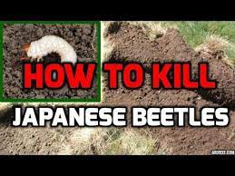 How To Get Rid Of Japanese Beetles Youtube