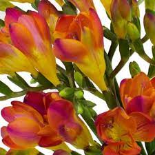Red Freesia Flower Fiftyflowers Com Freesia Flowers Freesia Perennial Flowering Plants