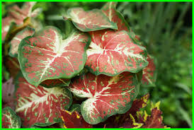 Beberapa jenis memiliki satu warna. 66 Jenis Keladi Hias Paling Indah Dan Gambarnya Hewata Com