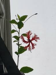 Image result for Hibiscus schinzii