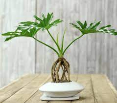 すみませ ん 枯れない観葉植物ってありますか 室内で育てやすいのがいいんです ほんとに 観葉植物 ガーデニングのアイデア かんよう植物