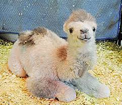 Camel is a multipurpose animal and has long been domesticated by humans. Baby Camels
