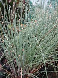 Image result for Fimbristylis