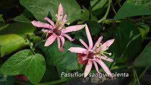 Image result for Passiflora sanguinolenta
