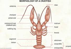 Buy crayfish dissection guide, sb07315 at nasco. Crayfish Dissection Labeling Guide Cycle Week Classical Conversations Homeschool 3rd Grade Science Worksheets Crayfish Worksheets Adding And Subtracting Similar Fractions Worksheets Algebra Questions Year 5 4th Grade Math Review Algebra Linear Equations