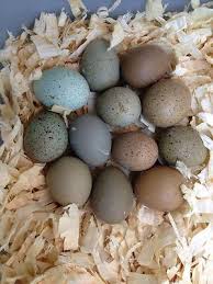 12 All Colors Button Quail Hatching Eggs Button Quail