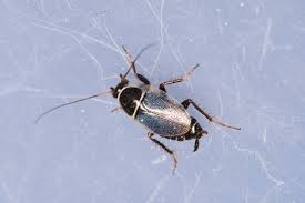 Image result for Phyllorachis