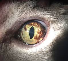 Clinically, the iris and ciliary body usually react together, while the choroid behaves somewhat independently. Eye Problems In Cats Animal Eye Clinic