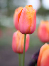 Pink with an orange shade, large flowers.flowering time: Tulip Dordogne Peonies Posies