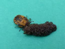 Dog flea and tick prevention products range in price based on the type and how many applications are included. Image Gallery Ticks Of The Northeastern United States Clinician S Brief