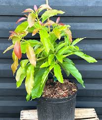 Image result for Dark Avocado 1972 Philco