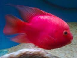 Maybe you would like to learn more about one of these? Blood Parrot Care Sheet Parrotcichlid Com