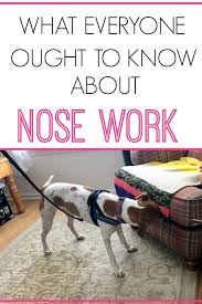 What Everyone Ought To Know About Nose Work Video Nose Work Dog Training Working Dogs