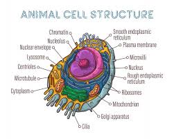 Plant cells do not have lysosomes or centrosomes. Lysosome Images Free Vectors Stock Photos Psd