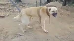 Kurt Kangal Ciftlesmesi Sonucu Youtube Video Izle Indir