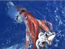 Russian Researchers Captured The Most Mythical Colossal Squid For The First Time On Camera Giant Squid Deep Sea Creatures Colossal Squid