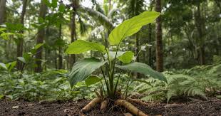 Image result for Maranta arundinacea