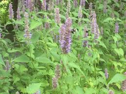 Some examples of bee friendly plants include the following: Pollinator Garden Wikipedia