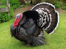 Bronze Turkey Characteristics Learn Natural Farming