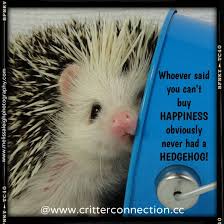 When i went to college, i discovered the sega console may these sonic the hedgehog quotes on success inspire you to take action so that you may live your dreams. Hedgehog Hedgie Funny Lol Quills Happiness Cute Adorable Quote Funny Hedgehog Hedgehog Cute Animals