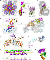 Structure and function of the virus like most viruses, the herpes simplex virus consists of a few common features. Structure Of The Herpes Simplex Virus 1 Capsid With Associated Tegument Protein Complexes Abstract Europe Pmc