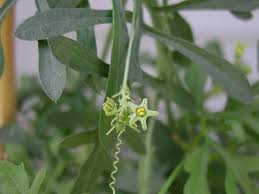 Image result for Kedrostis nana