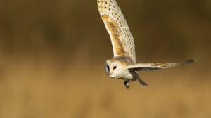 Approximately 20 hours after consuming their prey, the barn owl will regurgitate the indigestible remains into the form of a p. Barn Owl The Wildlife Trusts