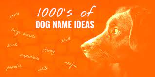 While some canines became famous due to their white house owners, others earned their place in history by showing great devotion, compassion, or heroism. 1000 S Of Dog Names For New Puppy Owners Dog Name Center