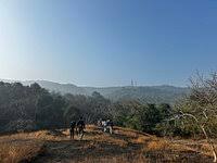 SANJAY GANDHI NATIONAL PARK (Updated ...