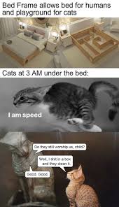 3 Am Cats Cat Worship Album On Imgur