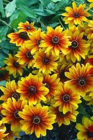 E' caratteristico dell'europa centrale e dell'italia i suoi fiori papilionacei gialli. 15 Bellissimi Fiori Autunnali Guida Giardino