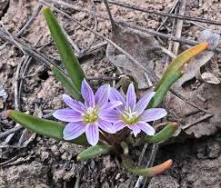 Image result for Rytigynia lewisii