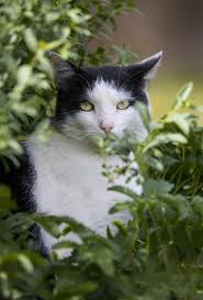 Fremde hunde und katzen, die im heimischen garten ihr geschäft verrichten, sind ärgerlich. Wieder Eine Schwarz Weisse Katze Im Garten