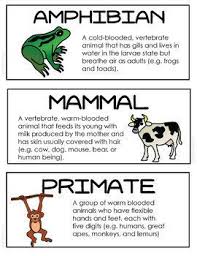 Pin By Anne On Gin Illustrated Words Science Vocabulary Cards Word Wall Cards