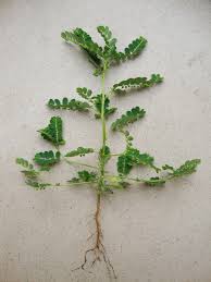 Image result for Phyllanthus